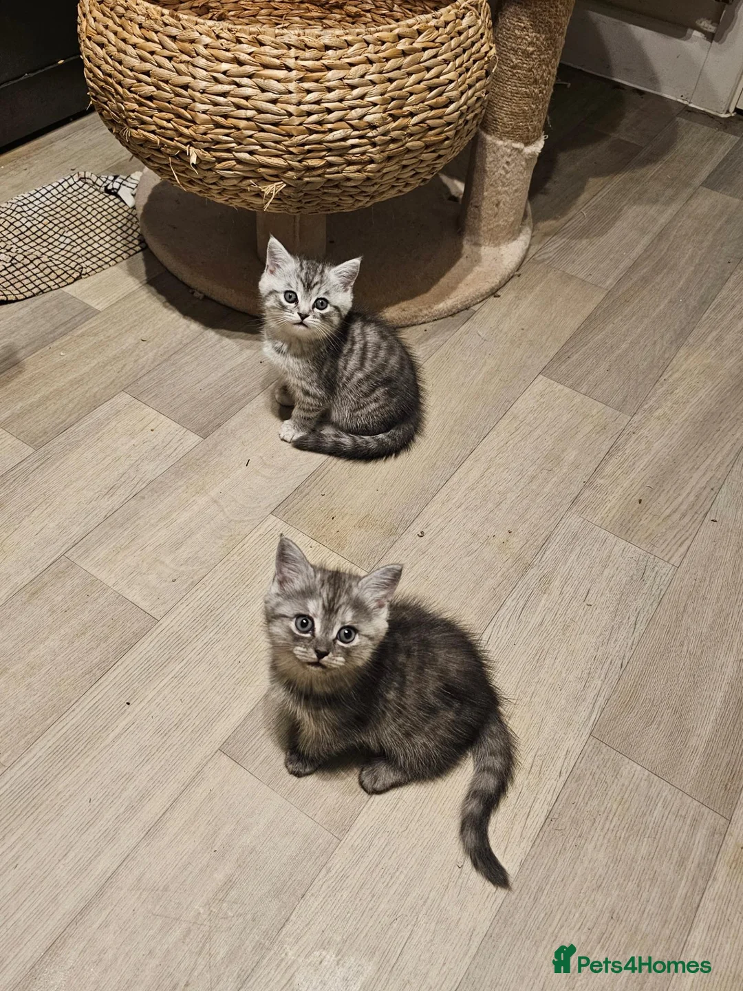 Mixed Breed cats for sale: Chinchilla persian cross kittens  - Advert 1