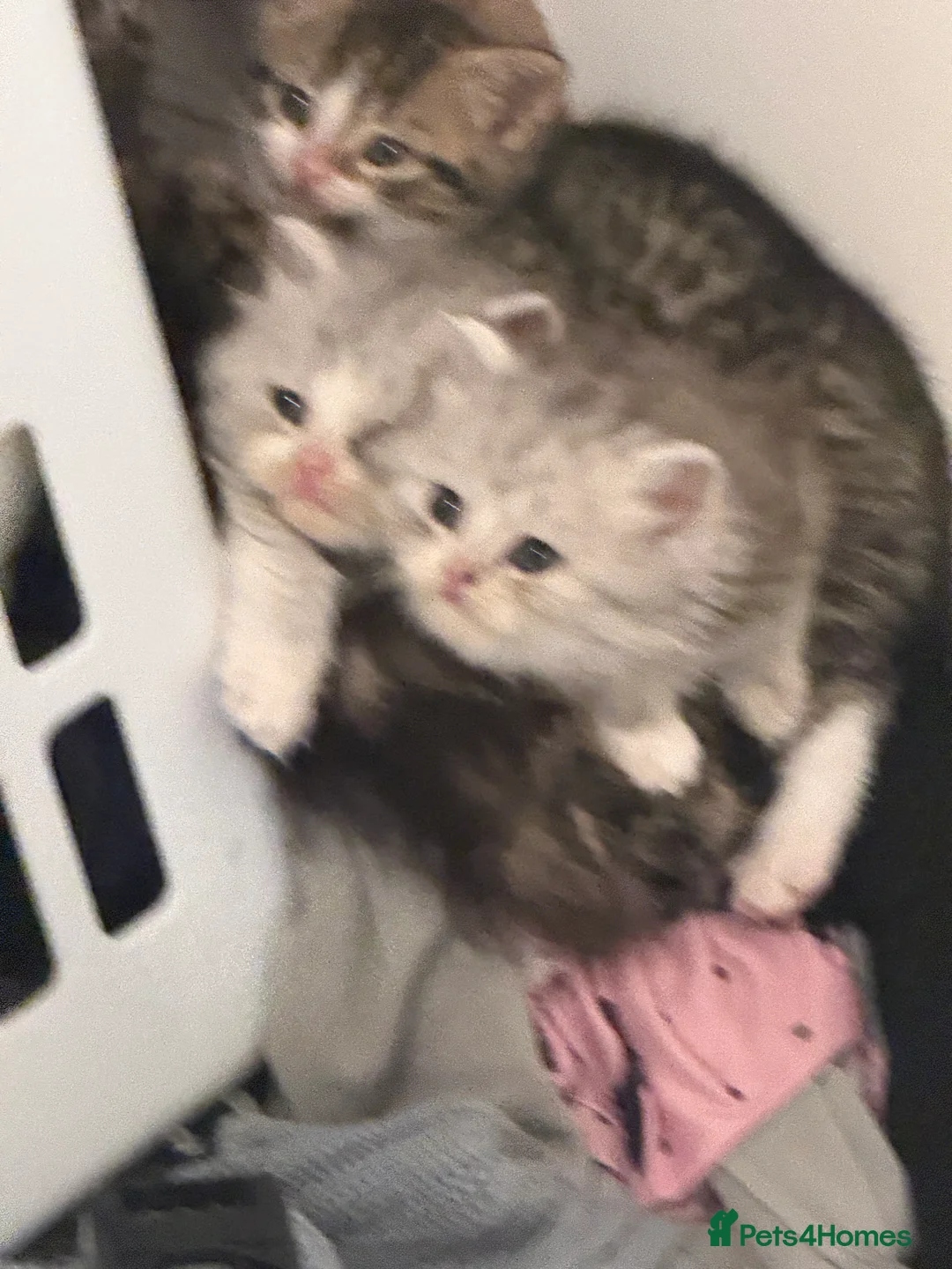 Persian cats for sale: Beautiful Persian kittens  - Advert 4