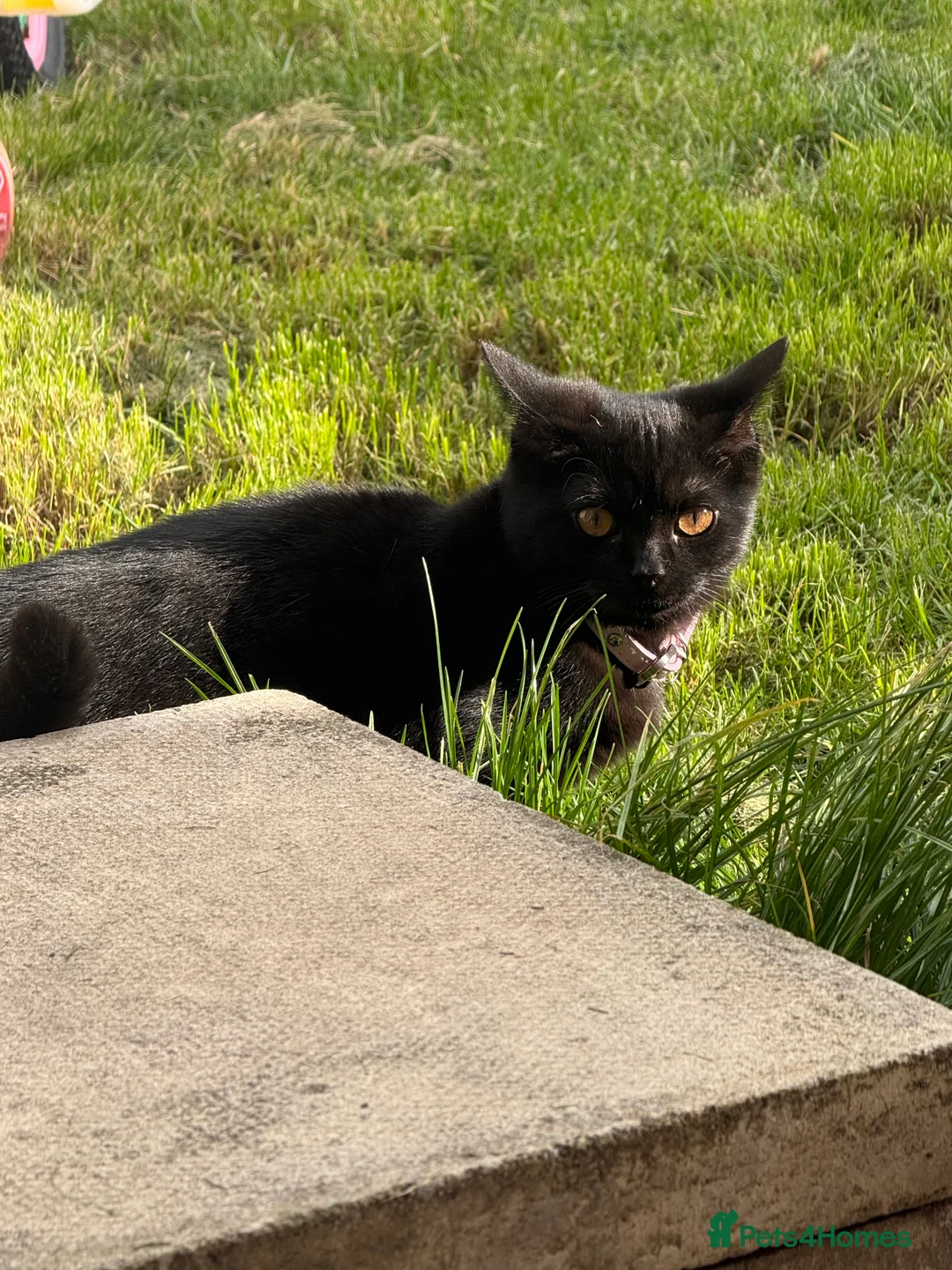 Mixed Breed cats for sale: Two beautiful black female kittens  - Advert 2