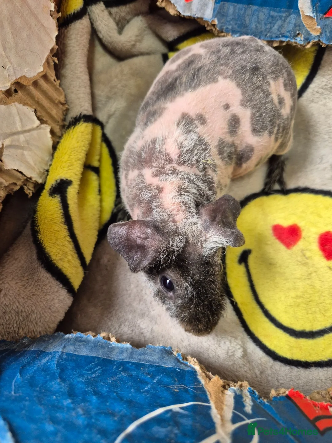 Guinea Pig rodents for sale: Baby Male Skinny Pigs For Sale  - Advert 2
