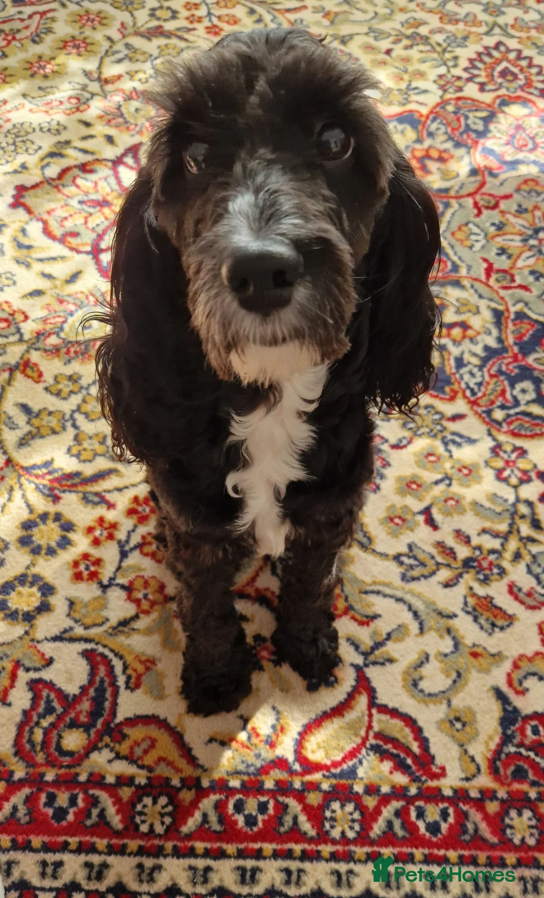 Cockapoo dogs for stud: PROVEN F1 Cockapoo for STUD in Canterbury - Advert 11