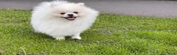 Pomeranian dogs for sale: White KC registered Male - Advert 9