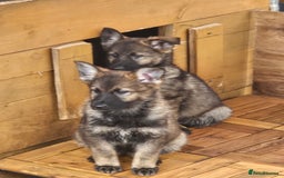 German Shepherd dogs for sale: German Shepherd Puppies – Working Line - Image 27