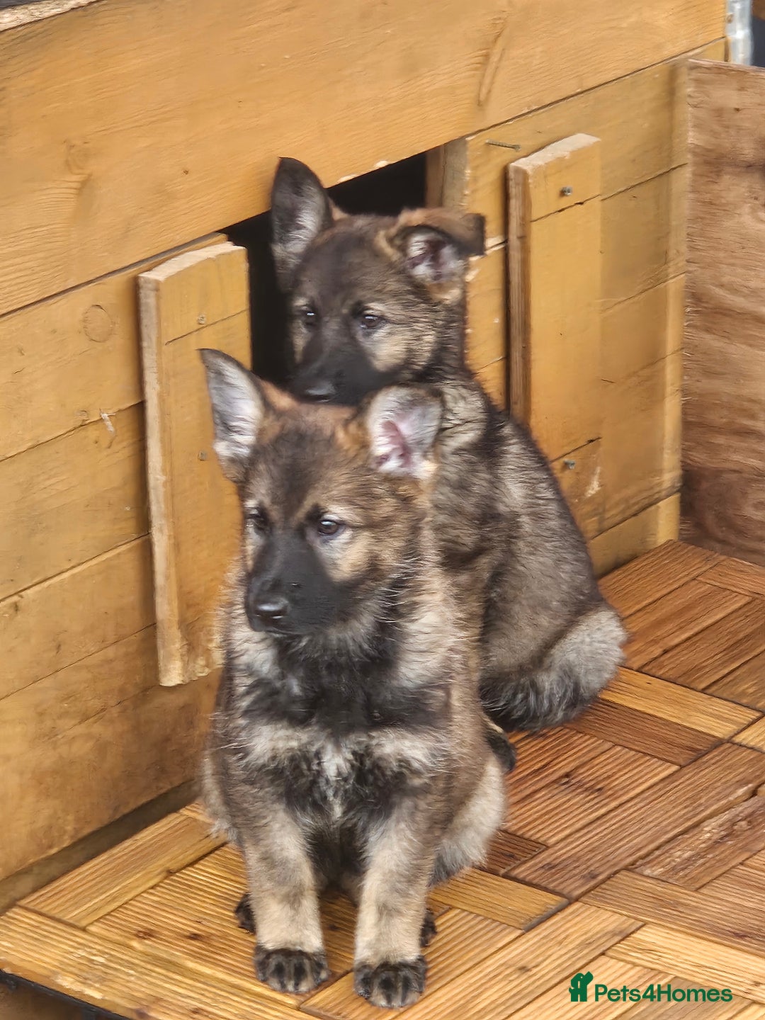 German Shepherd dogs for sale: German Shepherd Puppies – Working Line - Image 27