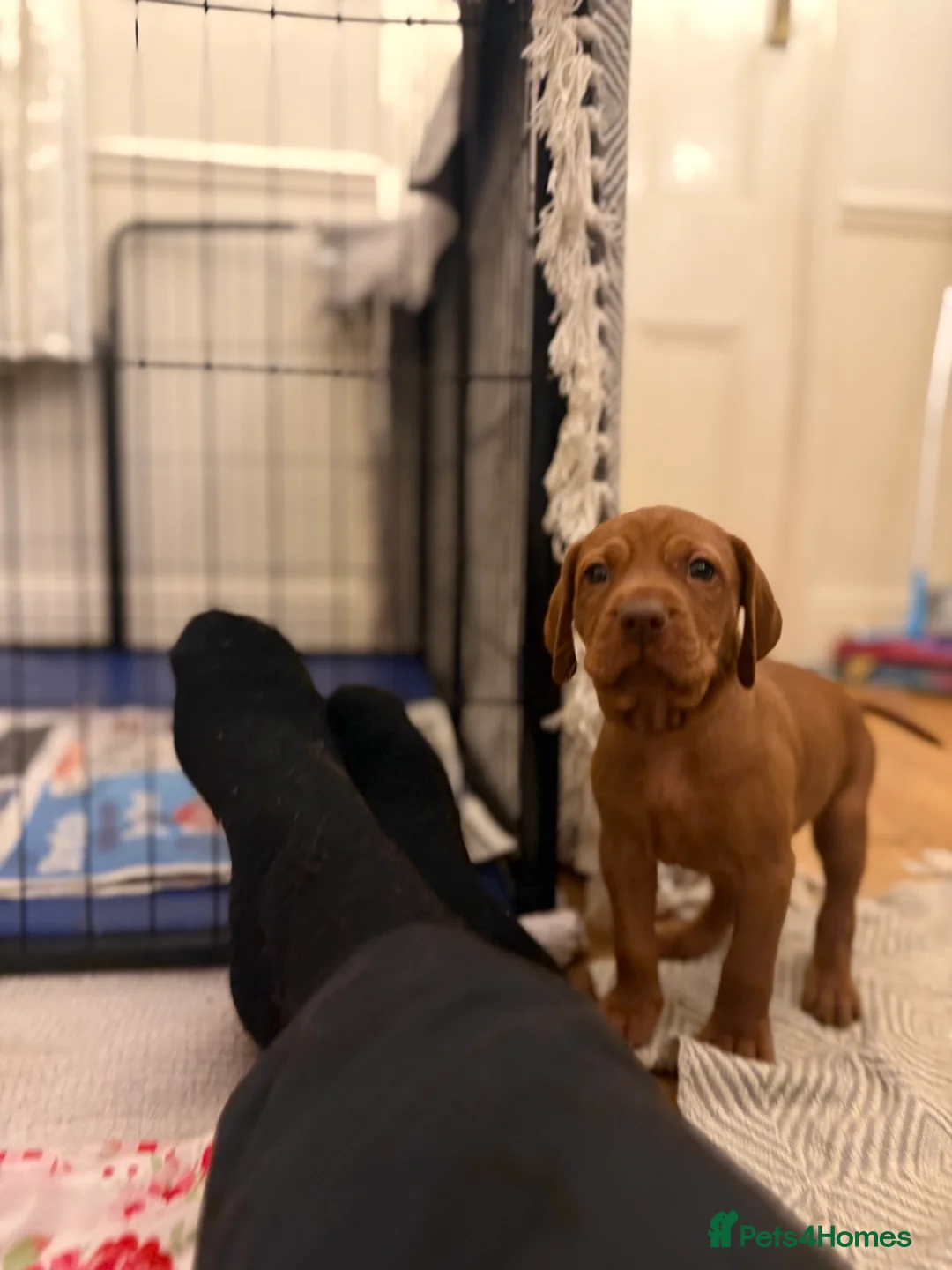 Hungarian Vizsla dogs for stud: KC Hungarian Vizsla Stud Champion Russetmantle - Advert 6