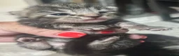 Bengal cats for sale: Bengal x kittens ready end of August  - Advert 3