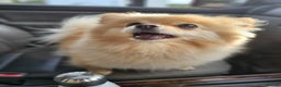 Pomeranian dogs for sale: 3 year old Pomeranian suit retired person  - Advert 3