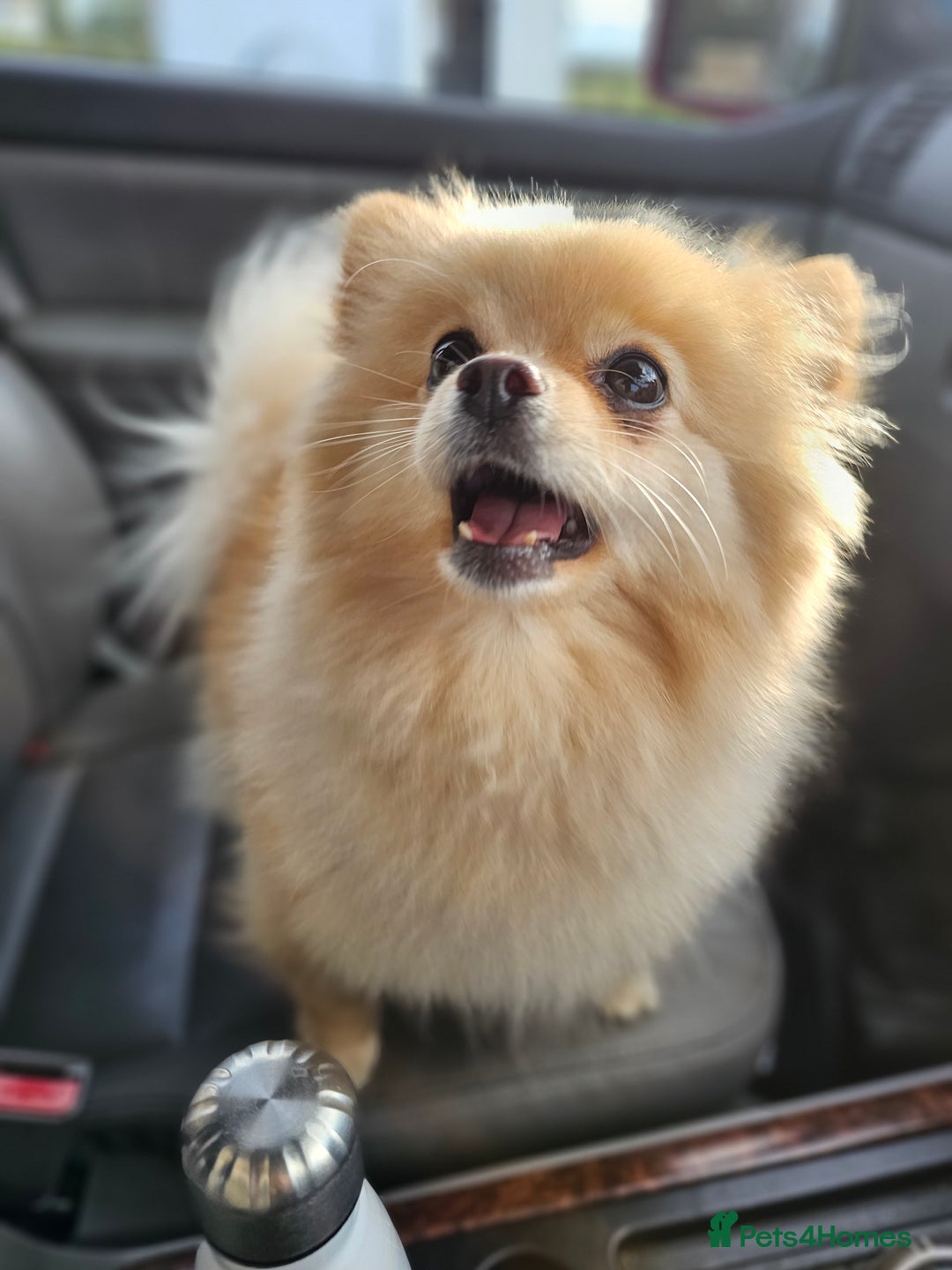 Pomeranian dogs for sale: 3 year old Pomeranian suit retired person  - Advert 3
