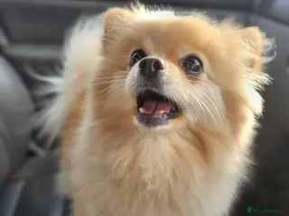 Pomeranian dogs 4 year old Pomeranian suit retired person - Advert 17