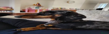 Miniature Dachshund 1