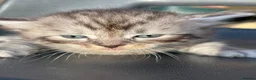 Ragcoon cats for sale: 🐾 Adorable RAGCOON Kittens ! 🐾 - Advert 6