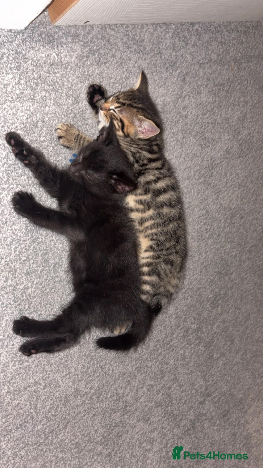 Mixed Breed cats for sale: Ready to go 3 female kittens  - Advert 2