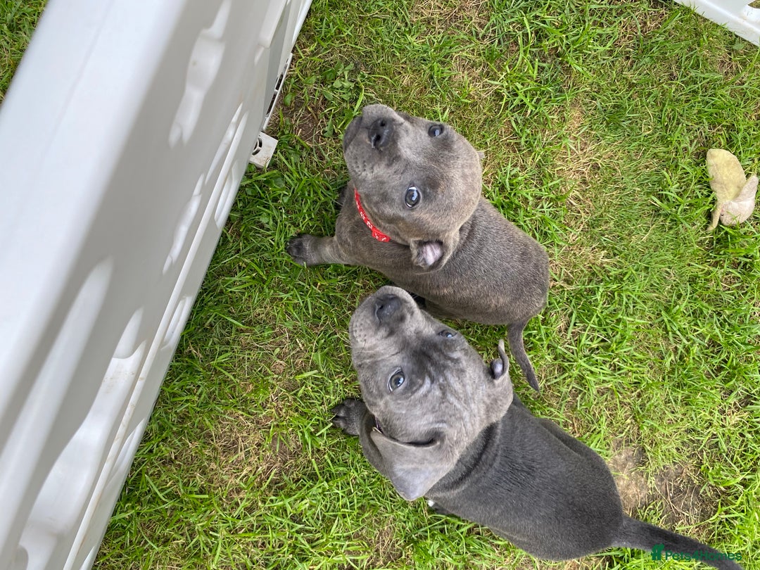 Staffordshire Bull Terrier dogs for sale: KC registered Blue Staffordshire bull terrier’s  in Colchester - Image 35