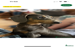 Miniature Dachshund dogs for sale: Miniature Dachshund - Image 3