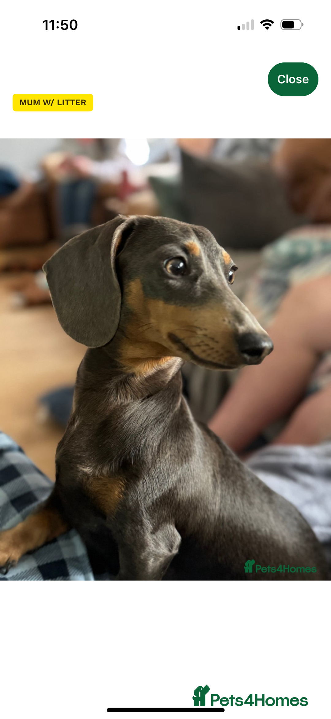 Miniature Dachshund dogs for sale: Miniature Dachshund - Image 3