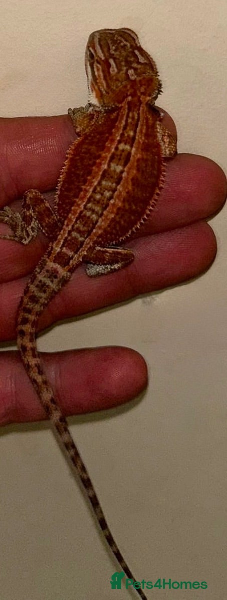 Bearded Dragon reptiles Very friendly dragons - Advert 2