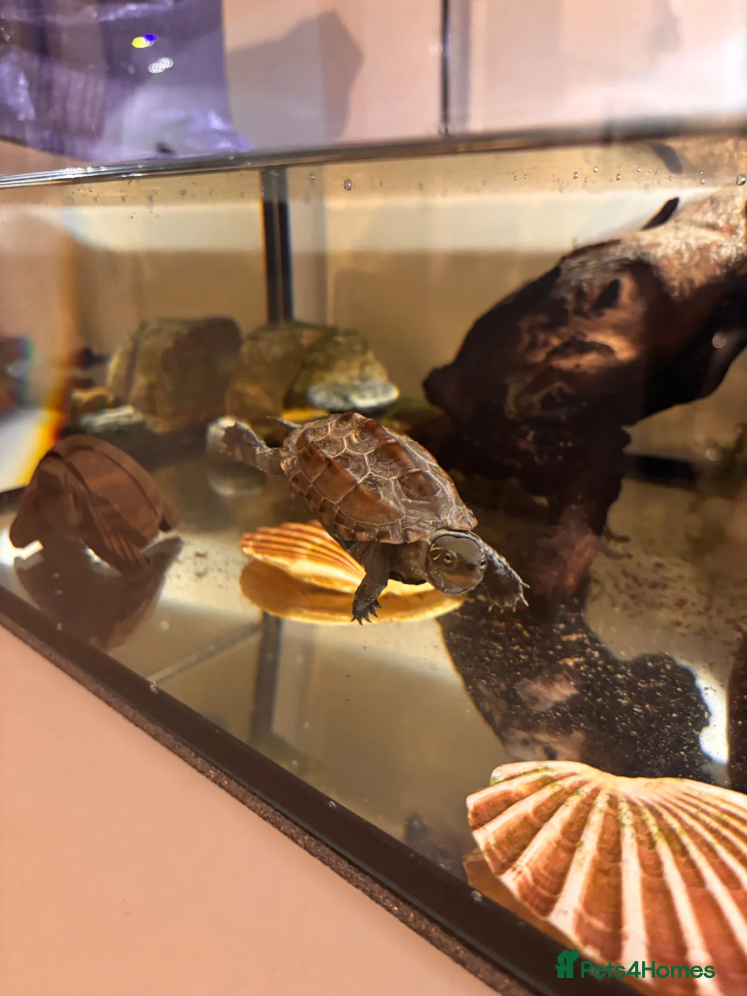 Turtle reptiles for sale: Reeves turtles  in Norwich - Advert 1