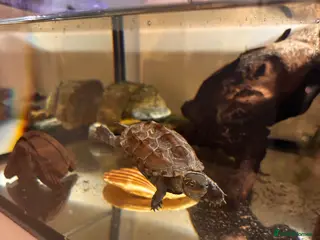 Turtle reptiles Reeves turtles - Advert 16