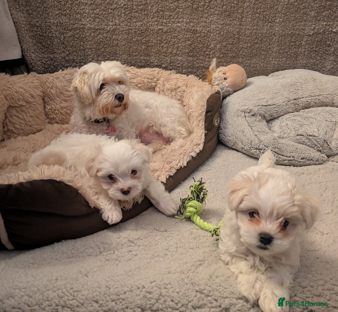 Maltese dogs for sale: Absolutely adorable Maltese girl  - Image 7