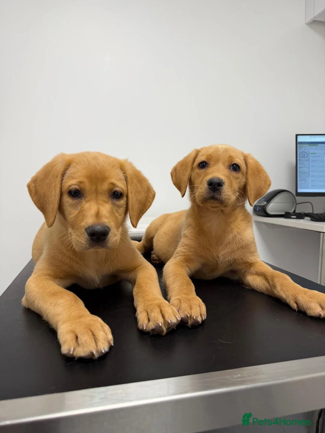 Labrador Retriever dogs for sale: labrador  - Advert 1
