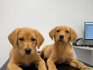Labrador Retriever dogs labrador - Advert 8