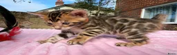 Bengal cats for sale: 3 BENGAL KITTENS - HEALTH/GENETIC TESTED  - Advert 7