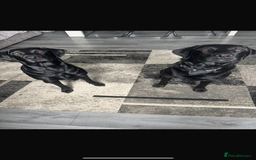 Labrador Retriever dogs for sale: Labrador puppies  - Image 3