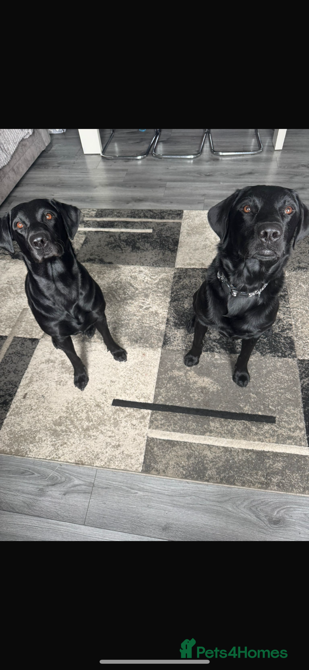 Labrador Retriever dogs for sale: Labrador puppies  - Image 3