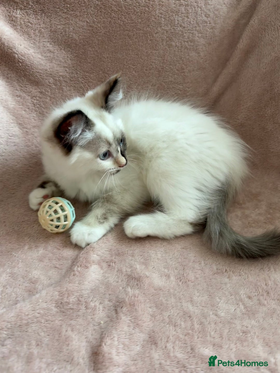 Ragdoll cats for sale: Beautiful Ragdoll kittens  ** LAST ONE ** - Image 13