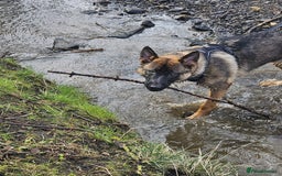 German Shepherd dogs for sale: 1 year old male german shepherd - Image 4