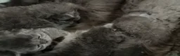 Persian cats for sale: Beautiful Persian kittens  - Advert 22