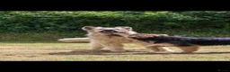 German Shepherd dogs for sale: KENBLOOM PRIMROSE RIPLEY KC health tested  - Advert 14