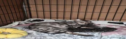 Bengal cats for sale: Mixed Bengal Kittens - Advert 8