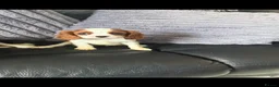 Cavalier King Charles Spaniel dogs for sale: Royal kennel club cavalier puppies dna clear - Advert 12