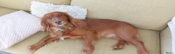Cocker Spaniel dogs for stud: Kc registered, Pedigree stud. in Gloucester - Advert 27