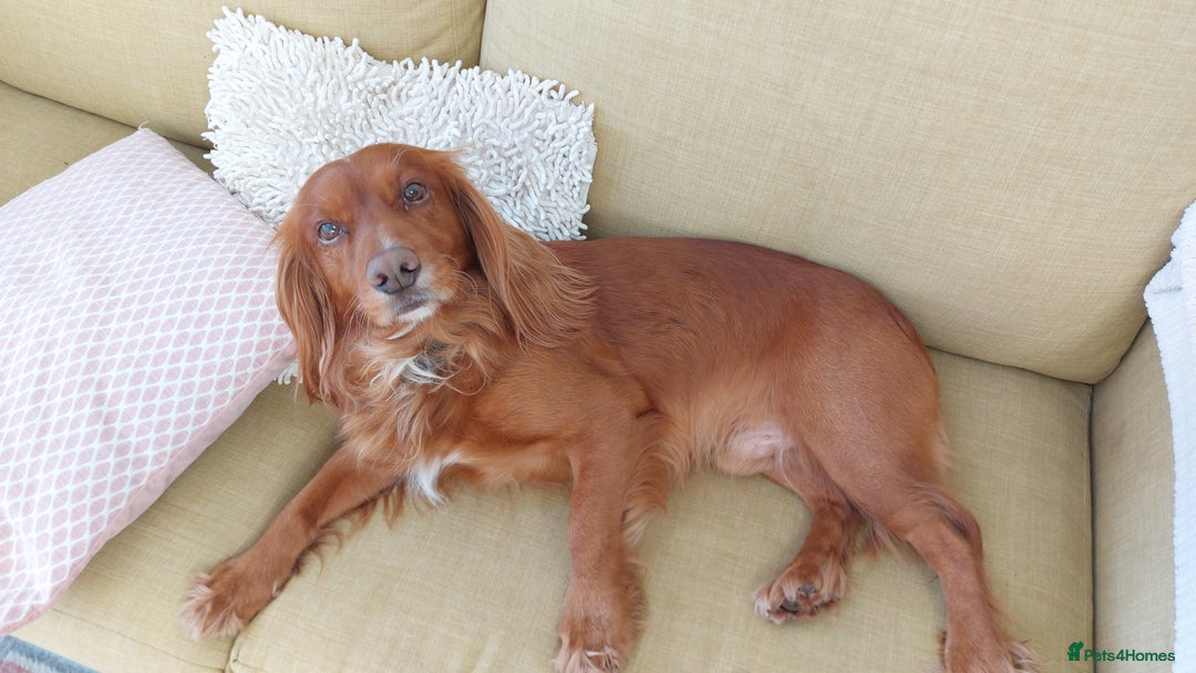 Cocker Spaniel dogs for stud: Kc registered, Pedigree stud. in Gloucester - Advert 27