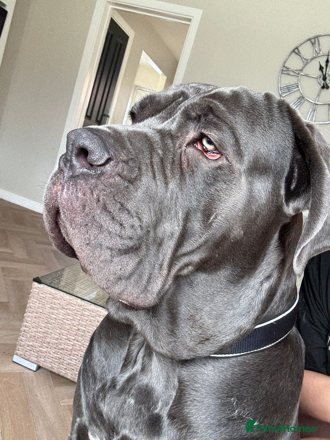 Cane Corso dogs for sale: Male cane corso 15 month old - Advert 3