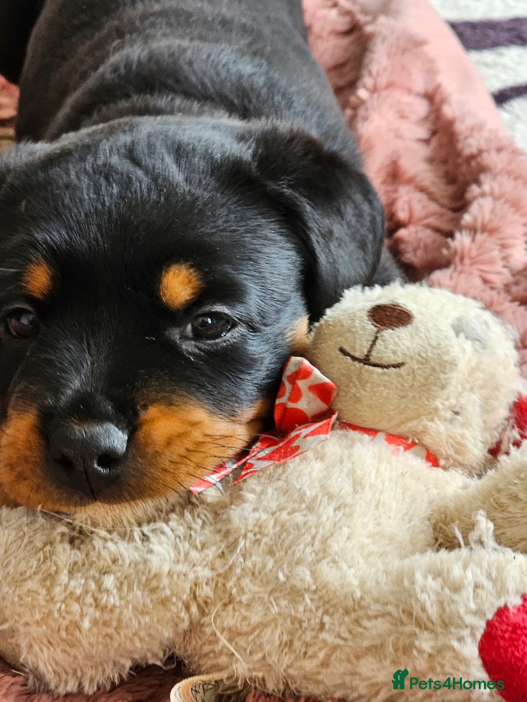 Rottweiler dogs for sale: Pure breed Rottweiler  - Image 8