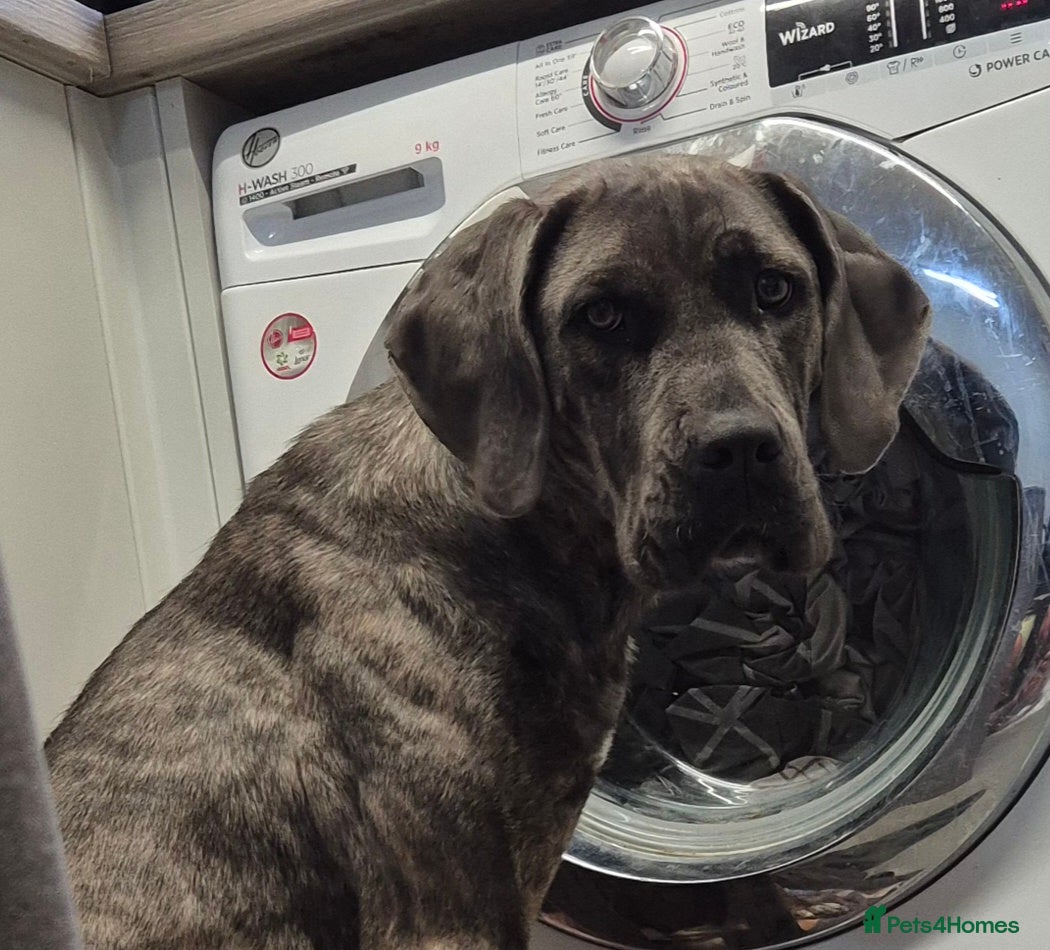 Mixed Breed dogs Cane corso  - Advert 4