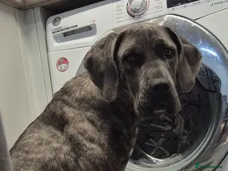 Mixed Breed dogs Cane corso - Advert 4