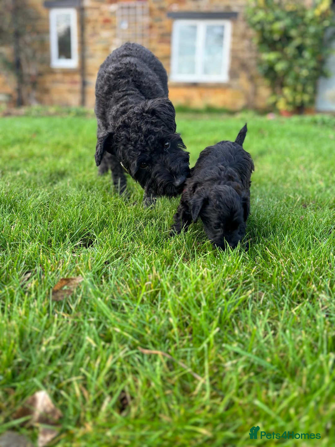 Schnoodle dogs for sale: Exceptional Miniature Schnoodle Puppies - Advert 13