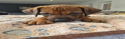 Rhodesian Ridgeback dogs for sale: KC Registered Rhodisian Ridgebacks  - Advert 16