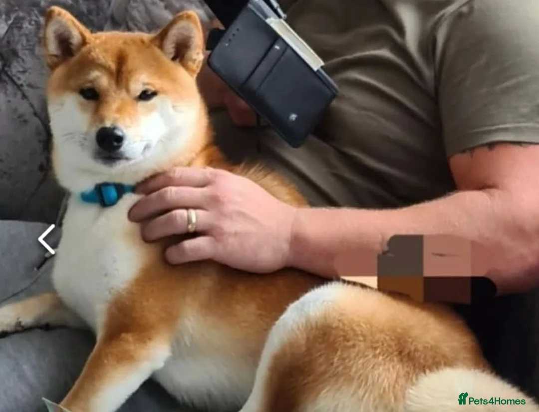 Japanese Shiba Inu dogs for stud: Japanese Shiba inu for stud - Advert 3