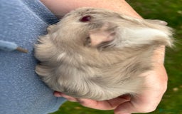 Guinea Pig rodents for sale: 6 baby boy guinea pigs available - Image 5