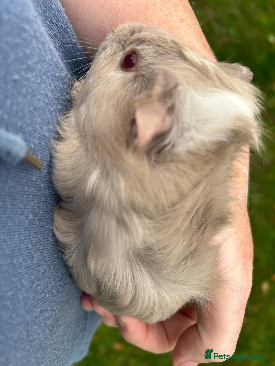 Guinea Pig rodents for sale: 6 baby boy guinea pigs available - Image 5