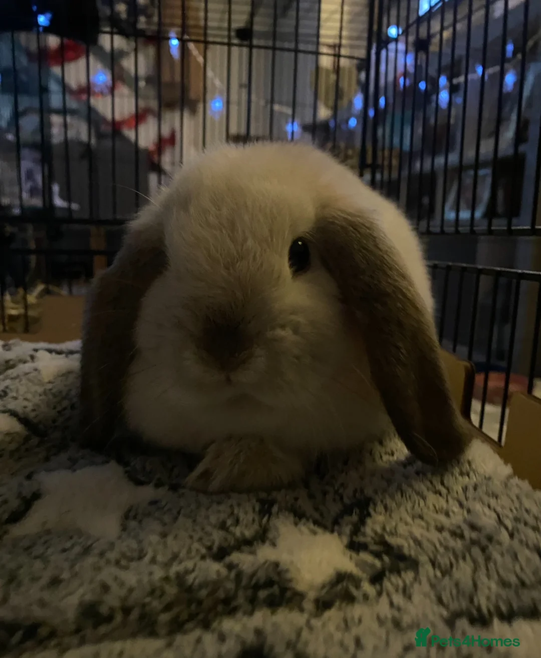 Mini Lop rabbits for sale: seal point mini lop buck for sale - Advert 2