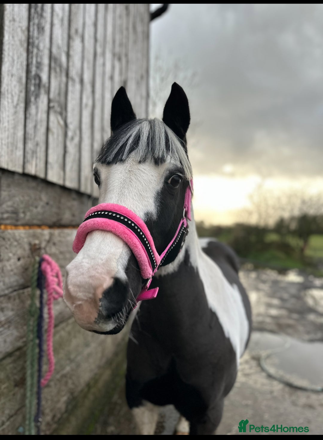 Other Breed horses for sale: Welsh pard bred  - Advert 6