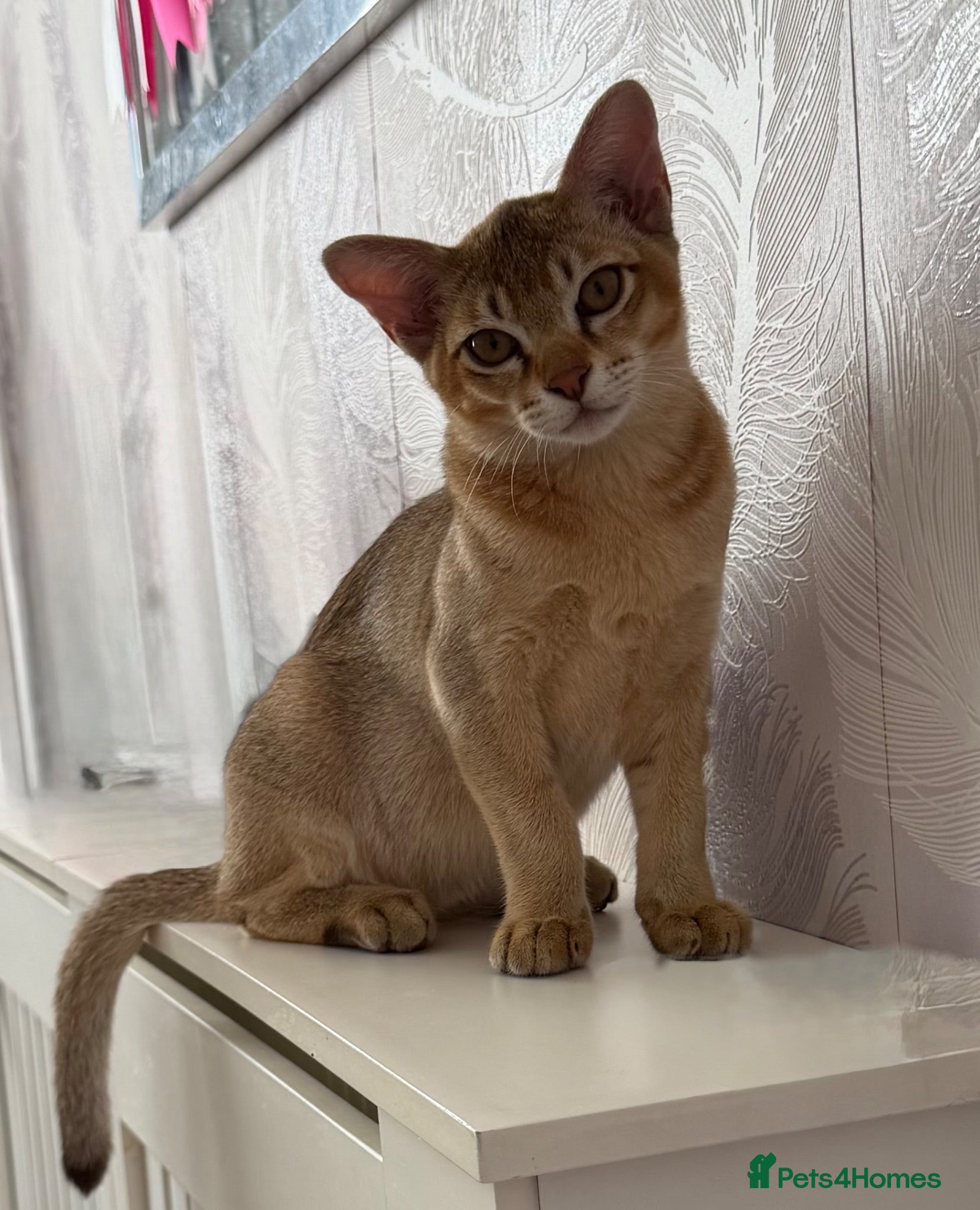 Burmese cats 2 Asian boys. GCCF registered.  - Advert 2