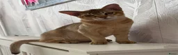Burmese cats for sale: Magic and Basil are stunning Asian boys.  in Plymouth - Advert 2