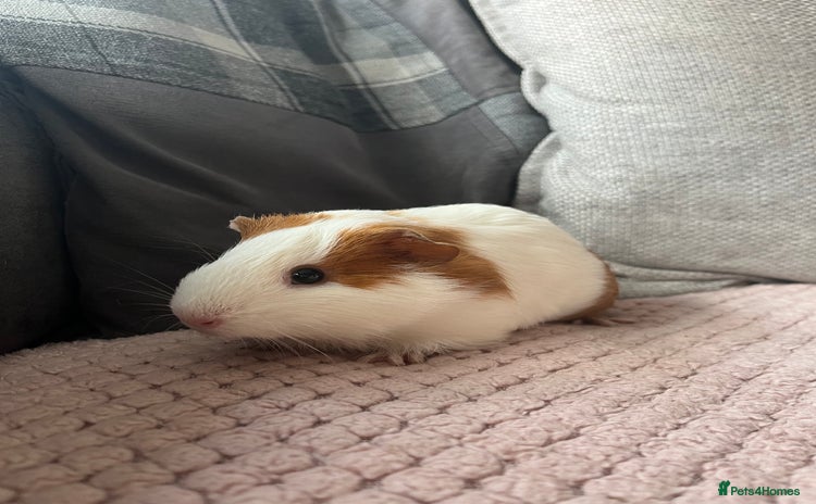 Guinea Pig rodents - Advert 11